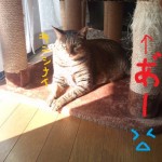 HI3F1439