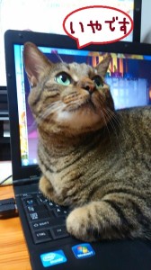 パソコンドラクエ猫２