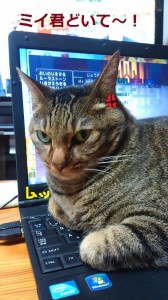 パソコンドラクエ猫１