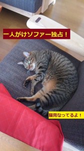 ソファー猫１