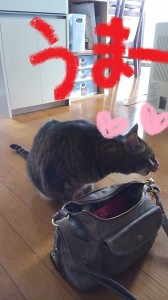 バッグ猫４