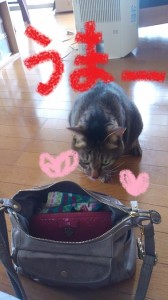 バッグ猫２