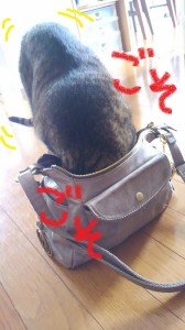 バッグ猫３