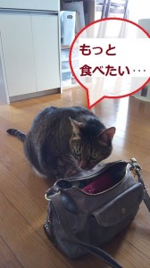 バッグ猫５