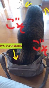 バッグ猫１