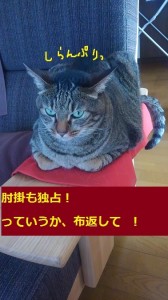 ソファー猫５