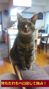 ソファー猫４