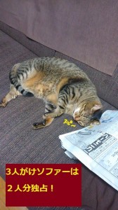 ソファー猫２