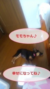モモちゃん７
