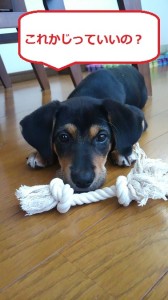 マロのいた日々５