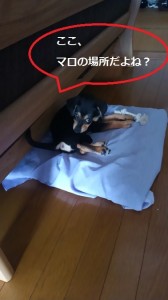 マロのいた日々１