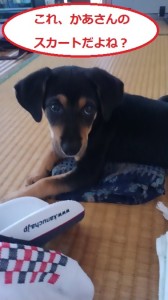 マロのいた日々４