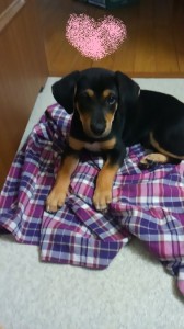 マロのいた日々３