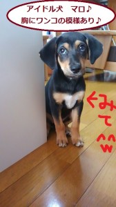 アイドル犬マロ