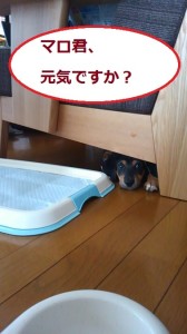 マロのいた日々７