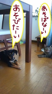 マロのいた日々６